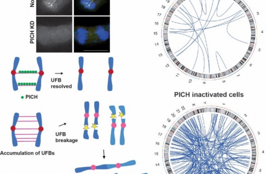 Image 1. PICH acts like a lookout, spotting and attaching to tiny DNA threads called ultrafine anaphase bridges (UFBs). When PICH is inactivated (knockdown, KD), more of these threads form and break, leading to dangerous DNA rearrangements that can be ide